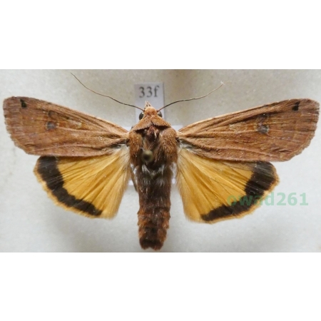 Noctua pronuba (Linnaeus, 1758) Rolnica tasiemka Czech33f